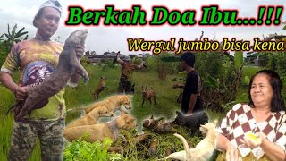 Berburu wergul super jumbo||Akhirnya wergul/berang\