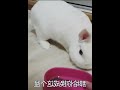 兔兔一生气就摔碗！猫都哄不好 1 007