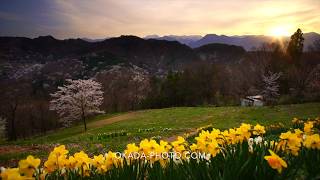 FUKEI 60977　桜仙峡の桜とスイセンと常念岳など北アルプスと夕日