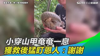 小穿山甲遭繩綁脖奄奄一息　多日後獲救…牠猛盯恩人：謝謝｜三立新聞網SETN.com