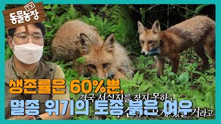 생존율은 60%뿐, 멸종 위기의 토종 붉은 여우 #TV동물농장 #AnimalFarm #SBSstory