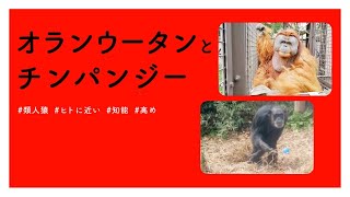 【#かわいい#楽しい#癒し#動物園に行こう】オランウータンとチンパンジー