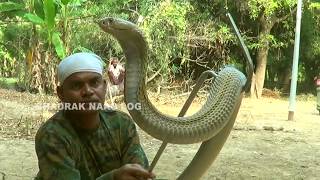 Cobra Snake Rescue At- Rajendrapur, Manjuri Road