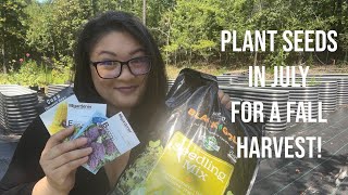 What Seeds to Plant in July (8A) for a Fall Harvest.