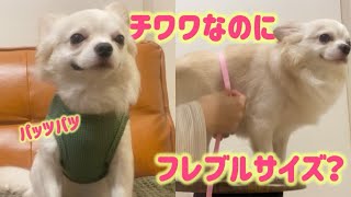 洋服がパツパツになってきたのでサイズみてみたらまさかのフレブルサイズだった#チワワ #chihuahua #犬 #dog #puppy #犬動画