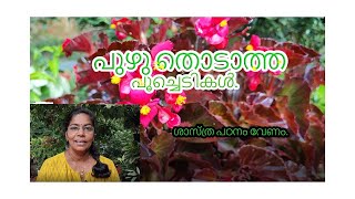 GARDENING |പുഴു കടിക്കാത്ത ഈ ഇനം പൂച്ചെടികൾ ആർക്കും എളുപ്പത്തിൽ നട്ടുവളർത്താം.|Malayalam|plant care