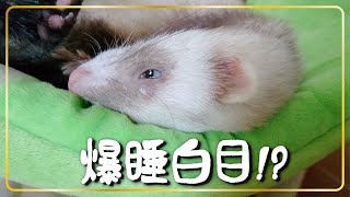 爆睡白目!? フェレットが寝てる　ferret!!!  Ferret is sleeping