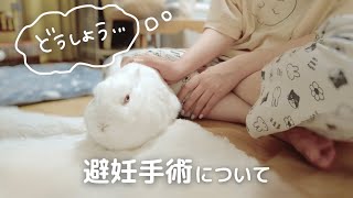 うさぎさんの避妊手術をするかどうか悩んで考えた話。【109じかんめ】