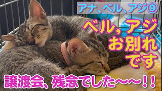 【子猫】【保護猫】【生後2ヶ月半】引き続きご縁探しがんばりますよーー！！　アナ・ベル・アジ編⑨預りボランティア