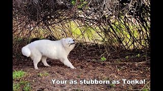 Husky Destroys Vines