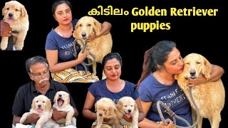 🔥അടിപൊളി Golden Retriever puppies for sale | Golden Retriever puppies sale | puppies sale kerala