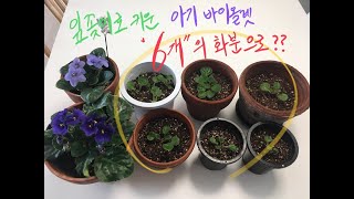 잎꽂이로 탄생한 아기 바이올렛 -포기 나누어서 심어요