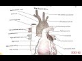 anatomy का सभी महत्वपूर्ण diagrams इससे बाहर exam में नहीं आएगा gnm first year important topics