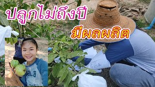 ฝรั่งกิมจู ปลูกไม่ถึงมี มีผลผลิตแล้ว | อีสานร่มเย็น