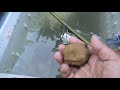 snakehead fish culture how to feed fry snakehead fish dalag