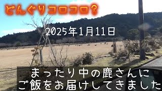 2025年1月11日どんぐりコロコロ？まったり中の鹿さんにご飯をお届けしてきました