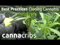 How To Cloning Cannabis Best Practices - CannaCribs R&D