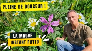 La mauve, une fleur pleine de douceur