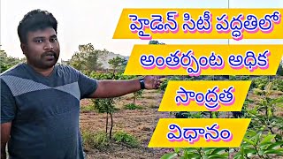 హైడెన్సిటీ పద్ధతిలో అధిక సాంద్రత పొందే విధానం ||Profits with high density @MahiMouniSriVlogs