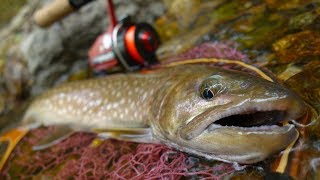 良型イワナとニジマス、オショロコマの楽園＠北海道の渓流でルアー釣り☆ June, 2017 Hokkaido.Small Stream Lure Fishing.