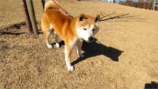 愛犬の柴犬と尼崎城へ散歩20210130