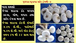 સફેદ ડુંગળીની નવી જાત GJWO 3 : ખેડુત ઉપયોગી ભલામણ