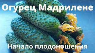 Огурец Мадрилене. Начало плодоношения в промышленной теплице.