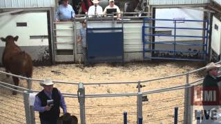 1st Annual Vaughn Farms Limousin Production Sale