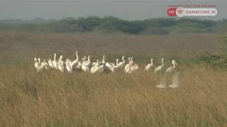 jamnagar-This is the view of the famous Khijadiya Bird Sanctuary