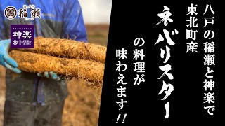 八戸の【稲瀬】と【神楽】で“ネバリスター”の料理が味わえます！