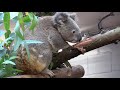 ankunft der koalas im zoo zürich