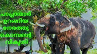 കുറുവട്ടൂരിലെ തടിയൻ ചെക്കൻ  | Kuruvattoor Ganesh | Kerala Elephant Heroes