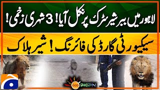 Lion came out on the road in Lahore! | 3 civilians injured! | Security guard fired! | Lion killed