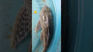 sleeping fish... #fishviralvideo  #mypetfish #viralshort #trending #shortveds #fyi #fyp