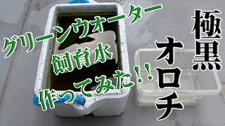 極黒オロチメダカ!!グリーンウォーターで飼育水作ってみた!!