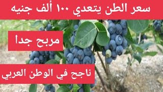 أرباح تفوق خيالك من زراعة البلوبيري