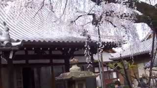 犬山市/圓明寺しだれ桜