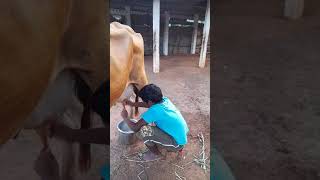 Milking training பால் கறக்கும் பயிற்சி #பசு #பால் #கறக்கும் #பயிற்சி #Milking #training