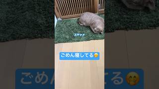 【茶トラ猫】おいものごめん寝