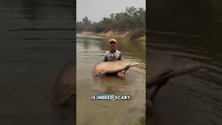 LARGE PREDATORY FISH LIVES TO LAND 😱😱 #shorts