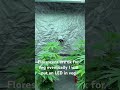 Florescent fixture for cannabis plants in veg