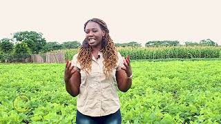 SUGARBEANS PRODUCTION WITH ZADZAMATURA