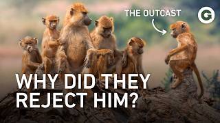 Monkey Family Drama: Inside Primate Social Hierarchies | Full Documentary