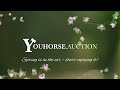 arlington vdl in the ‘early spring edition youhorse.auction under saddle march 1 4 u0026 5 2025