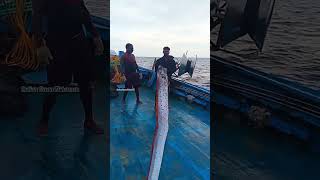 14 feet Dragon Fish(டிராகன் மீன்)|#shorts|Indian Ocean Fishermen