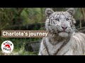 Charlota's journey