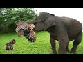 Elephant Of The God! Elephant Herd Rescue Baby Monkey From Leopard Huning