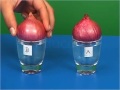 study of the root tip of the onion class 9