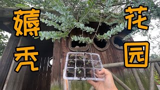 【海媽園藝生活34】海媽再不回來，花園要被薅禿啦|Acacia Podalyriifolia