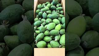 Type 🍈if u like Feijoa!#fresh #fruit #feijoa #newzealand #satisfying #shortsfeed #ytshortsviral#yum